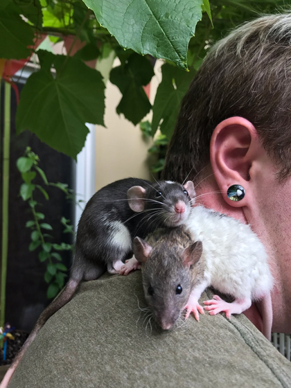 Two rats perched on the shoulder of a short-haired human in profile