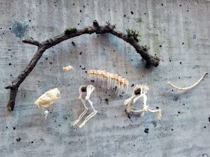 rat skeleton in side view hung from curved branch