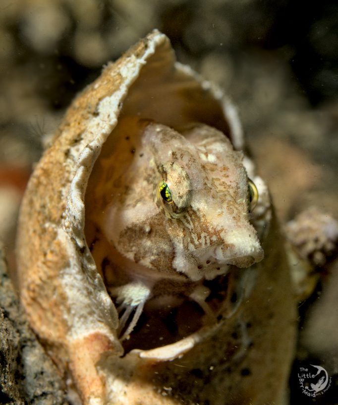 photo of grant sculpin peeking out of crab claw